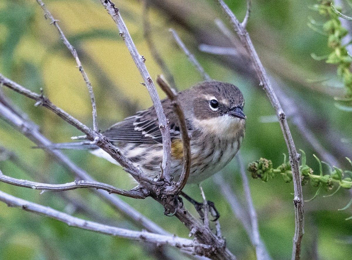 Yellow-rumped Warbler - ML642918508