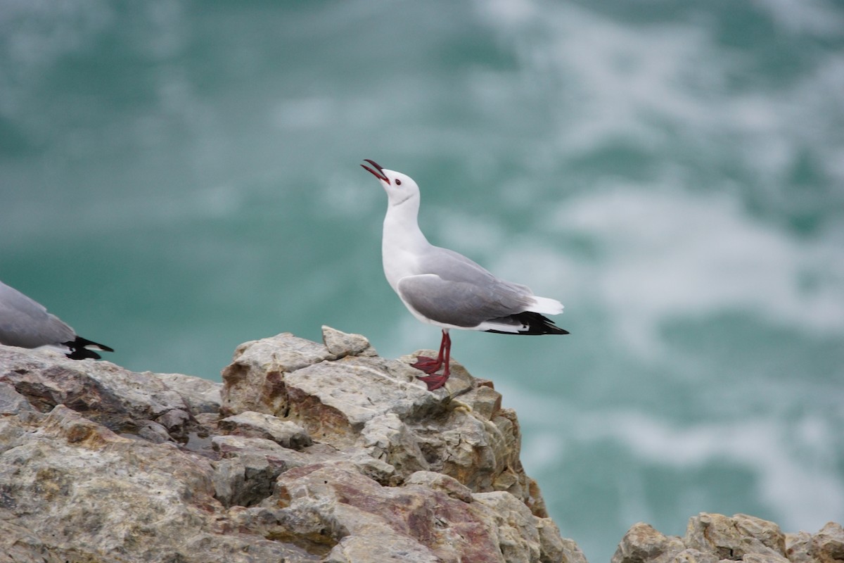 Hartlaub's Gull - ML642918512