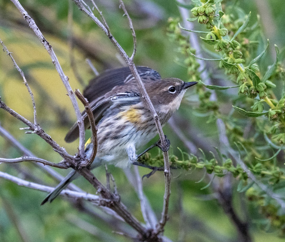 Yellow-rumped Warbler - ML642918514