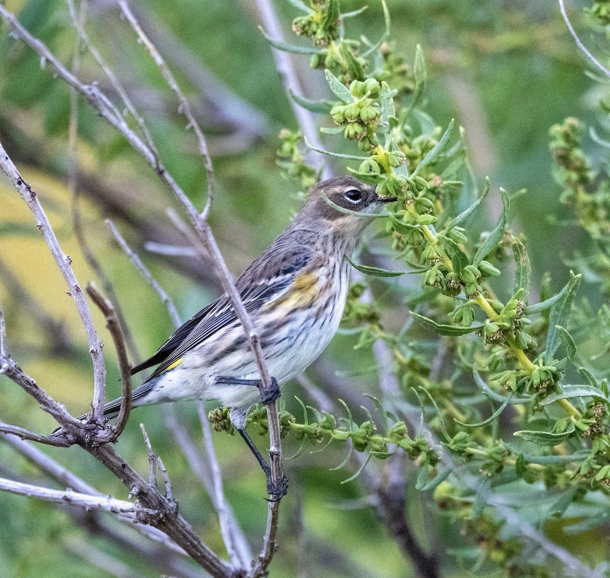 Yellow-rumped Warbler - ML642918515