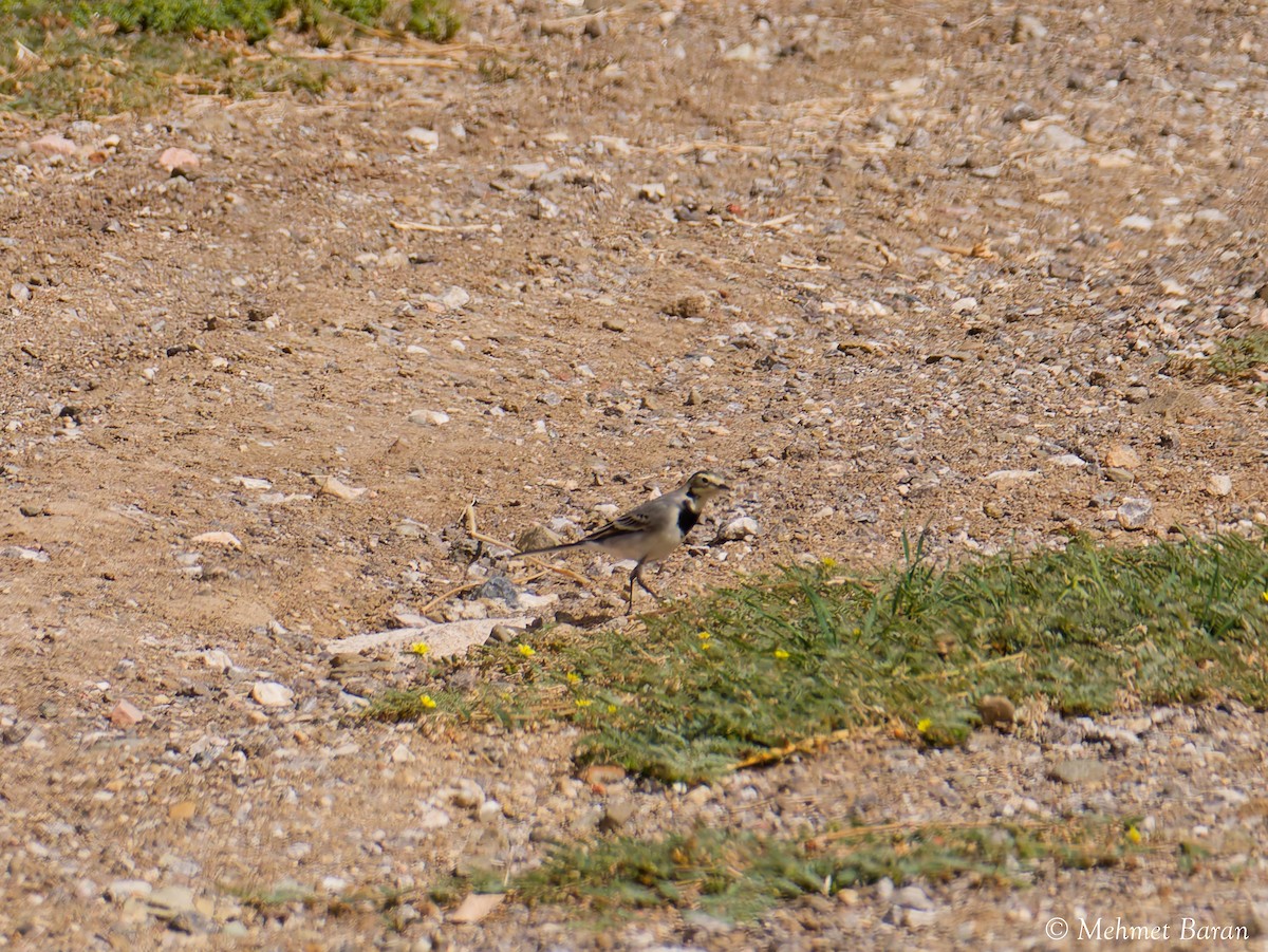 White Wagtail - ML642918516