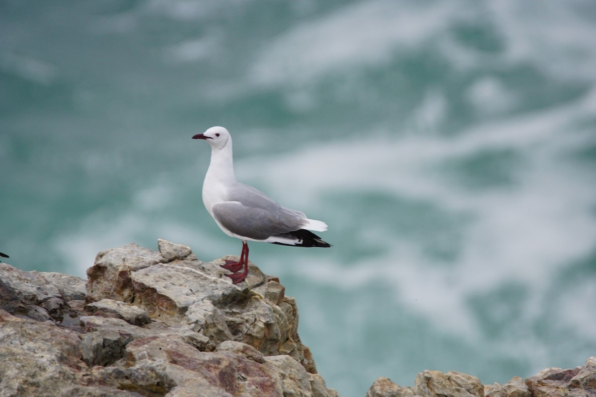 Hartlaub's Gull - ML642918517