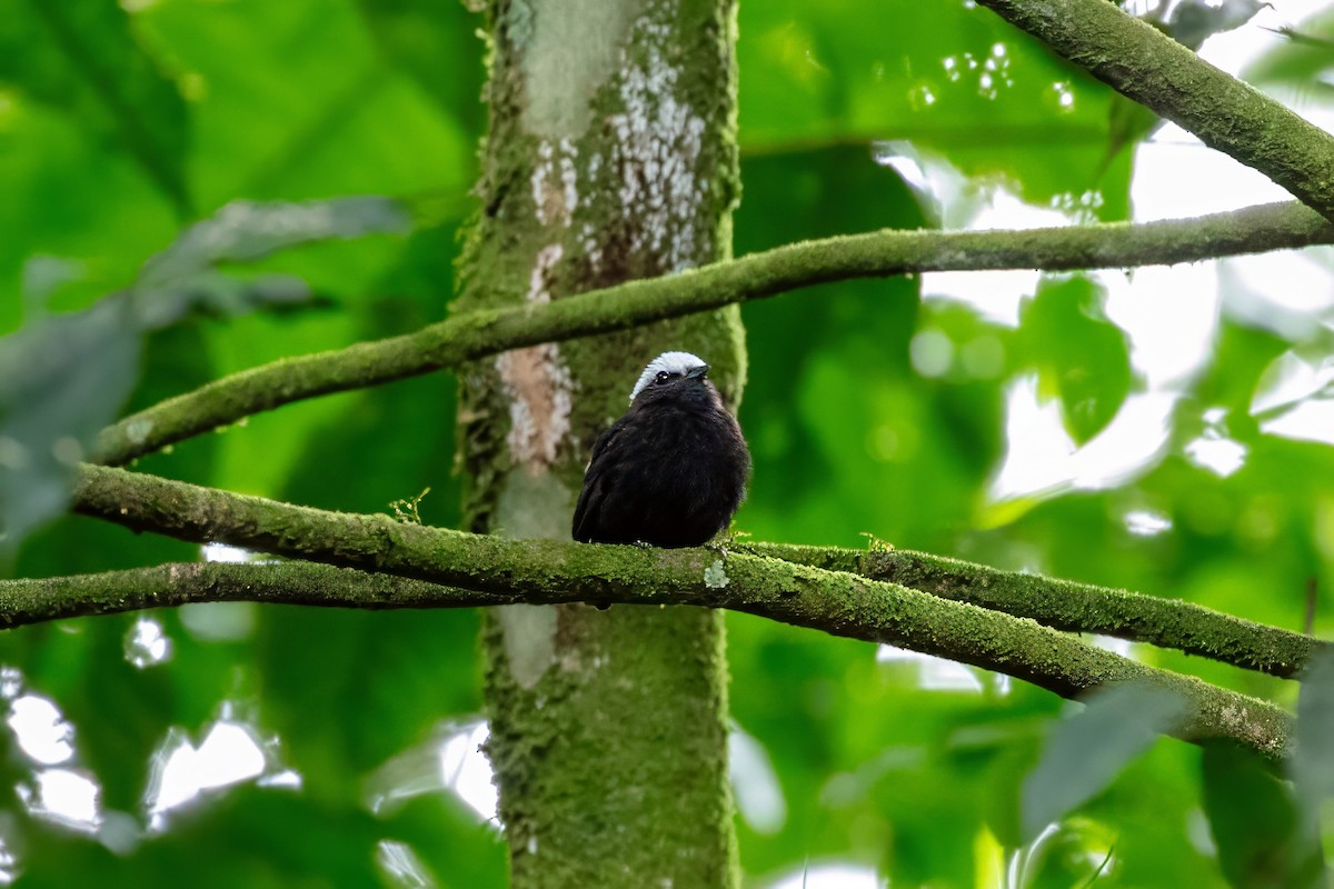 Blue-rumped Manakin - ML642918522