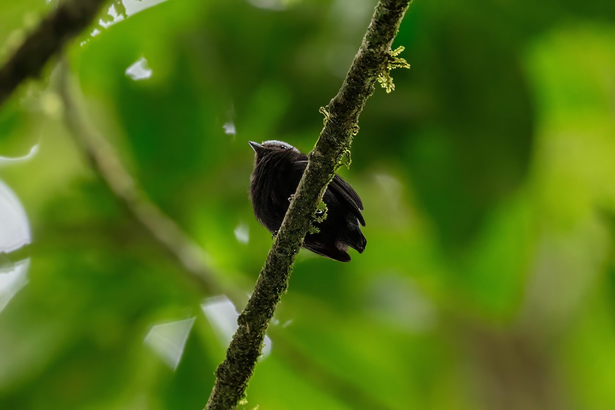 Blue-rumped Manakin - ML642918523