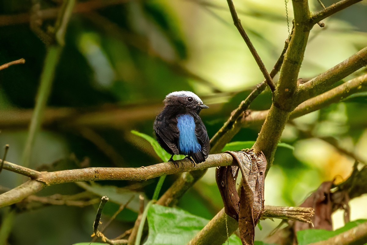 Blue-rumped Manakin - ML642918530