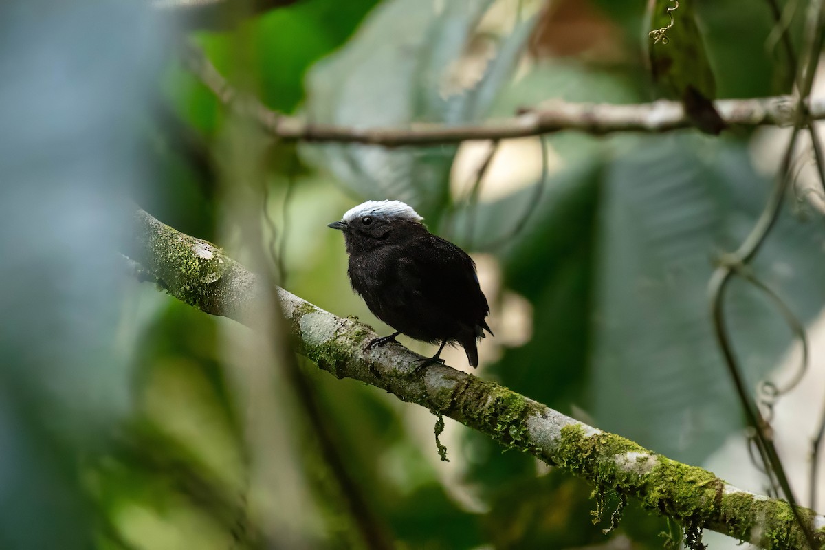 Blue-rumped Manakin - ML642918532