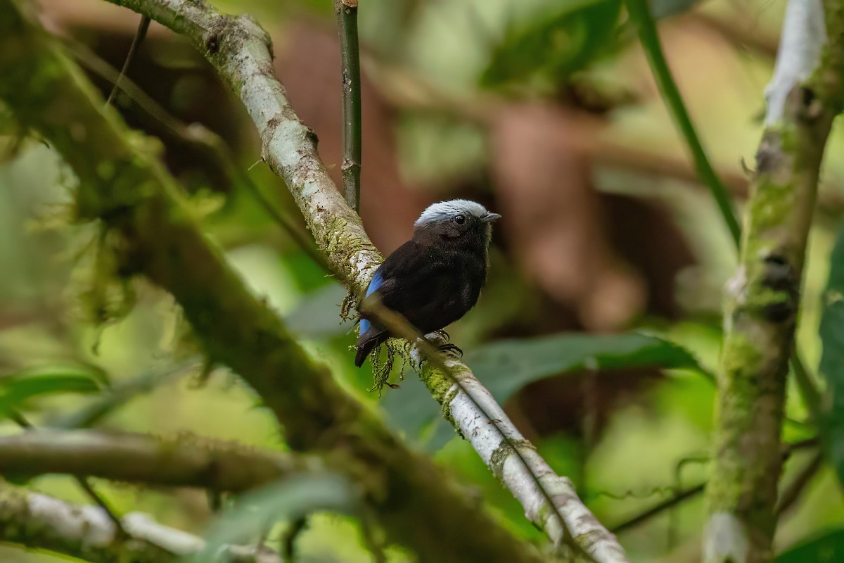 Blue-rumped Manakin - ML642918533