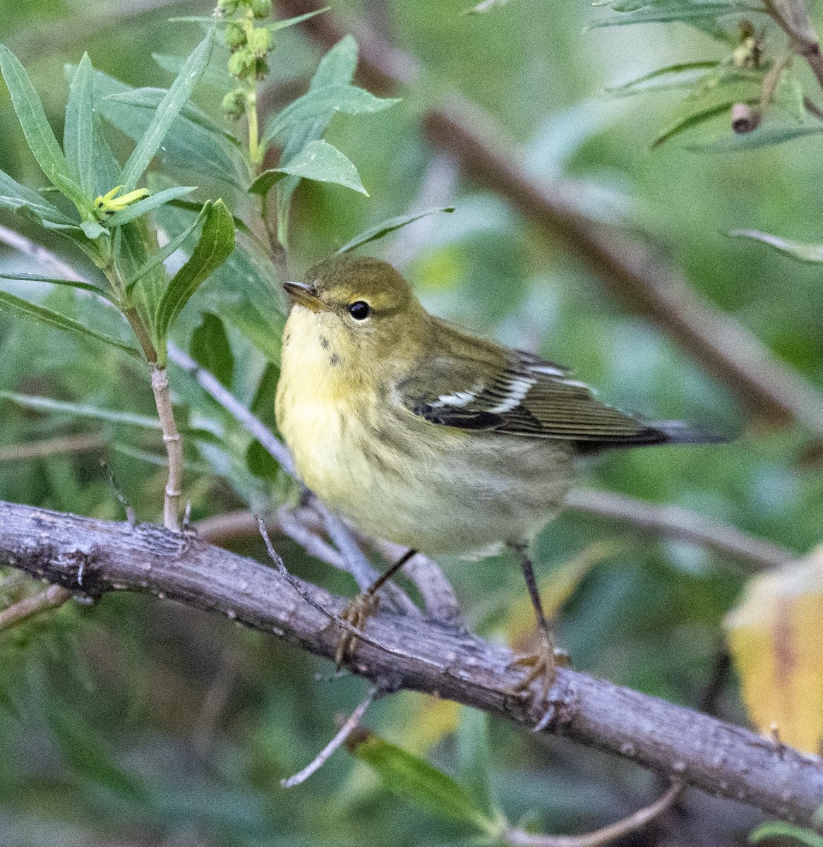 Blackpoll Warbler - ML642918534