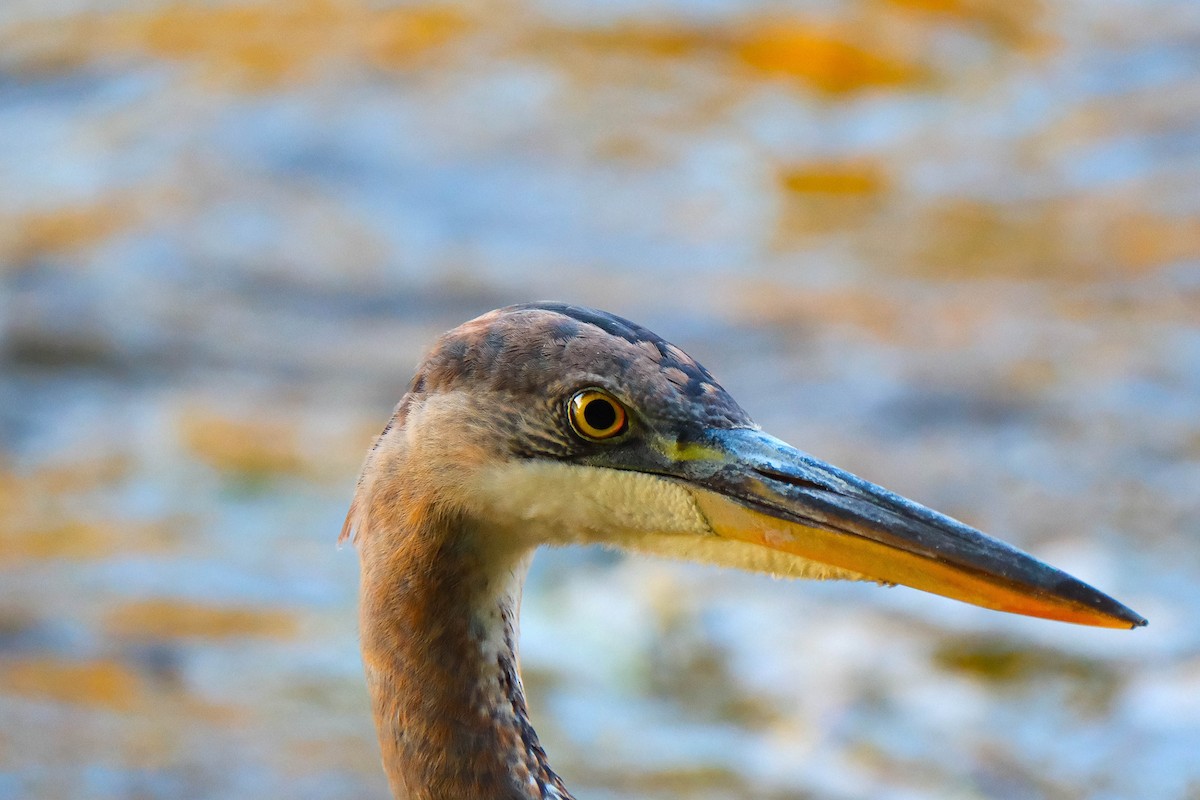 Great Blue Heron - ML642918538