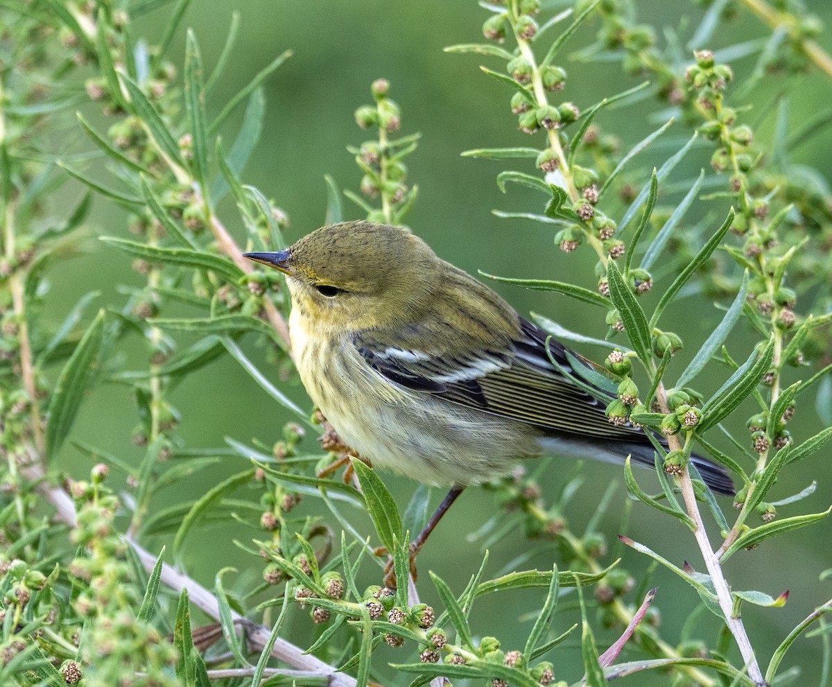 Blackpoll Warbler - ML642918539