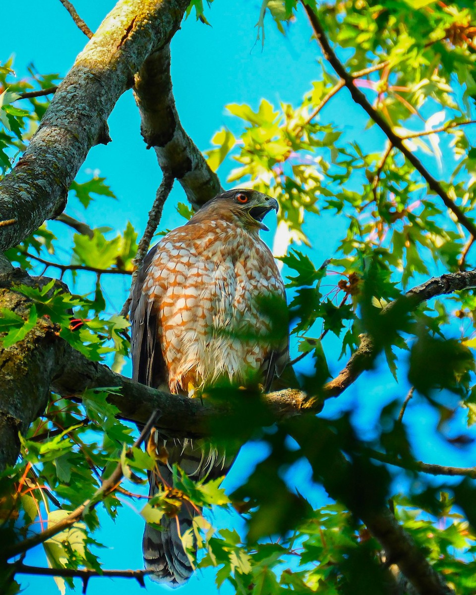 Cooper's Hawk - ML642918544