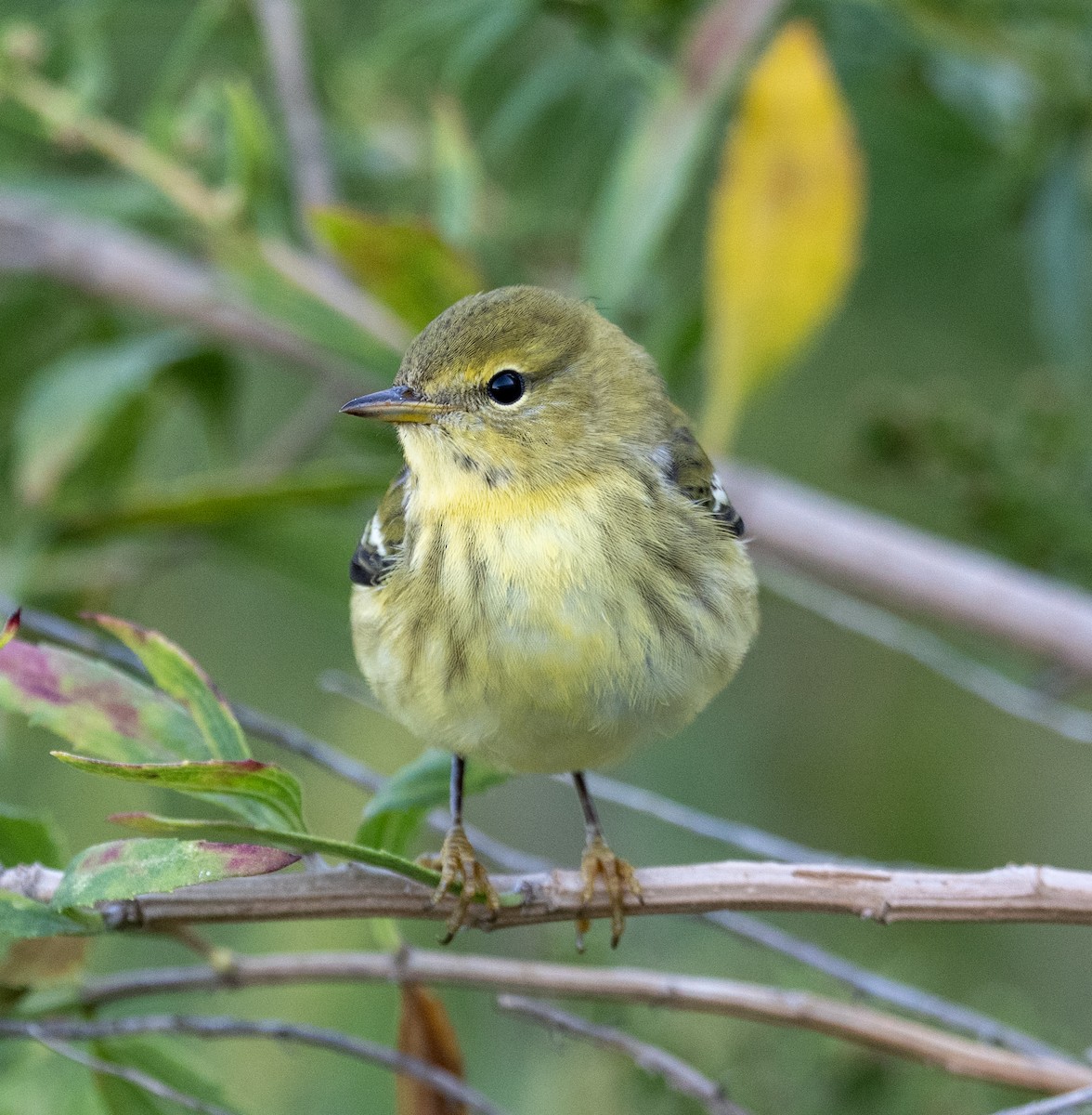 Blackpoll Warbler - ML642918547