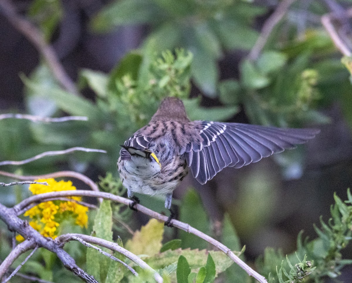 Yellow-rumped Warbler - ML642918551