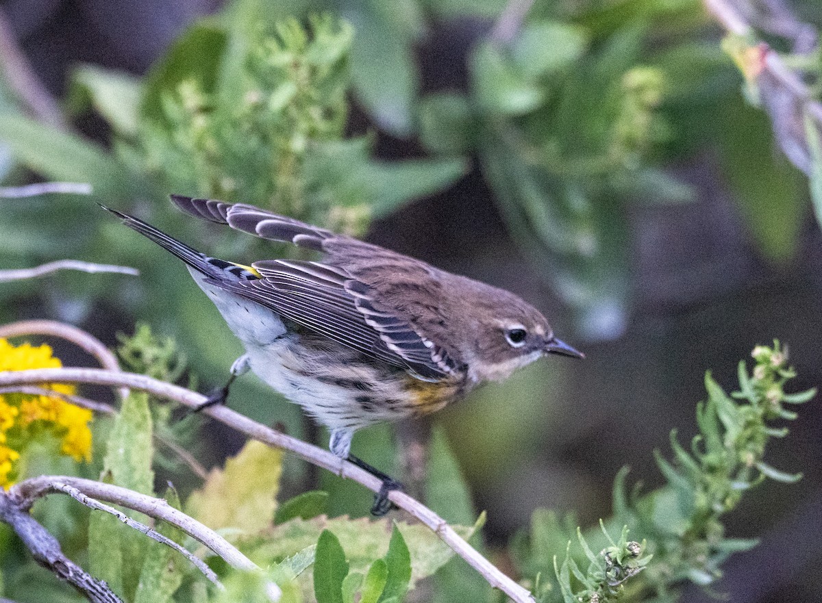 Yellow-rumped Warbler - ML642918556