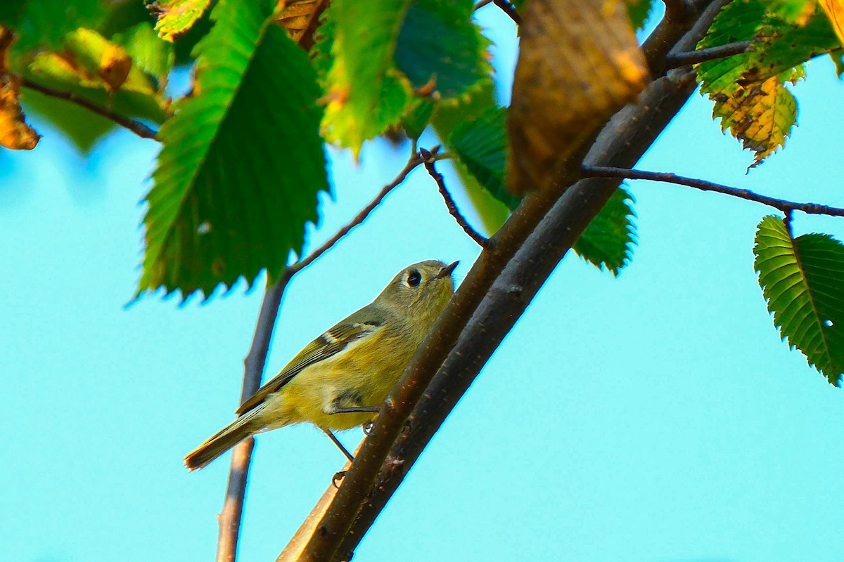 Ruby-crowned Kinglet - ML642918563