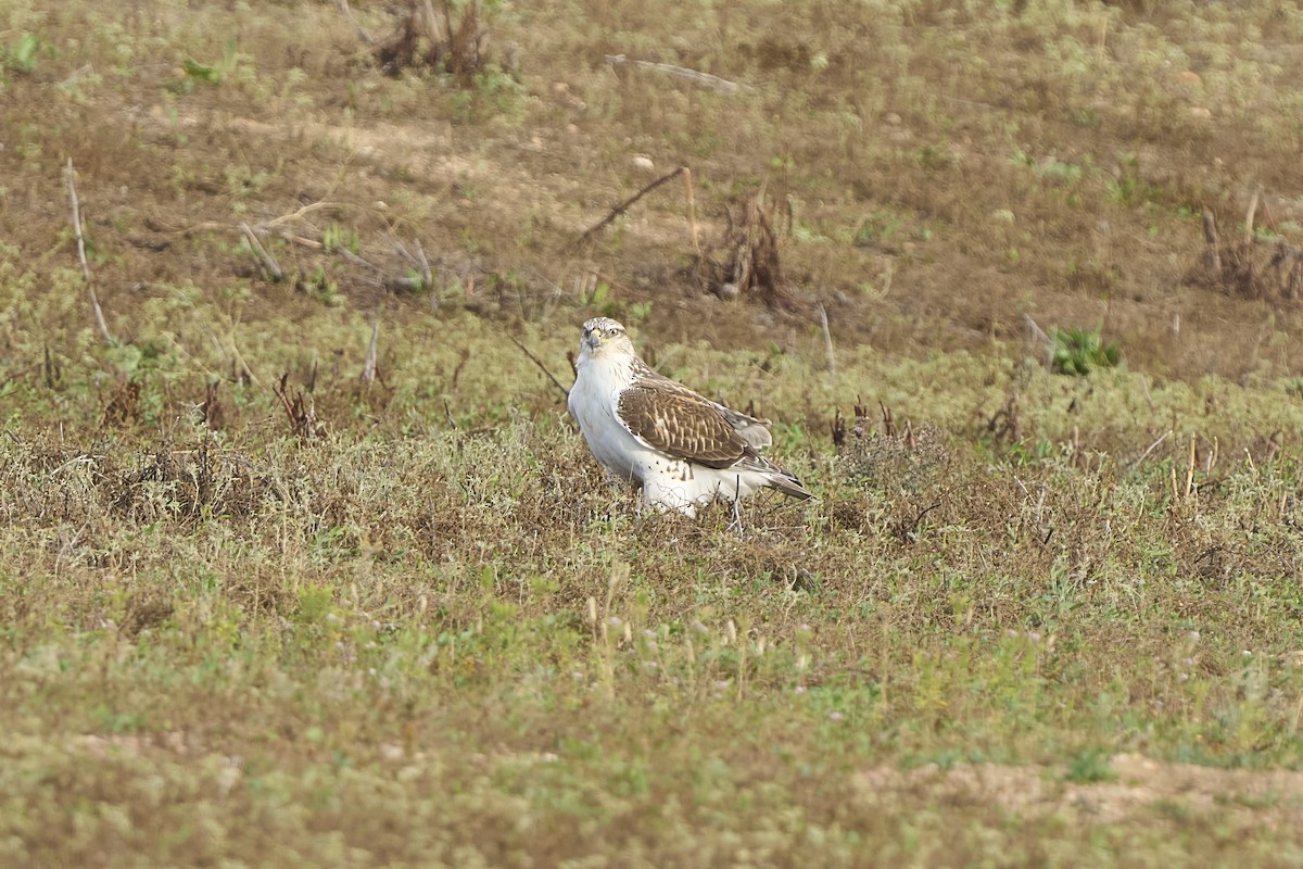 kongevåk - ML642918565