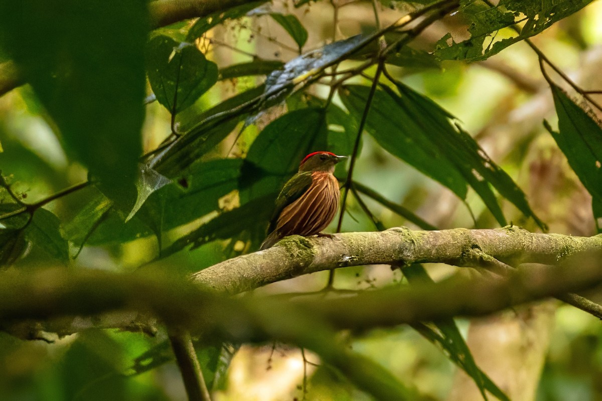 Striolated Manakin - ML642918569