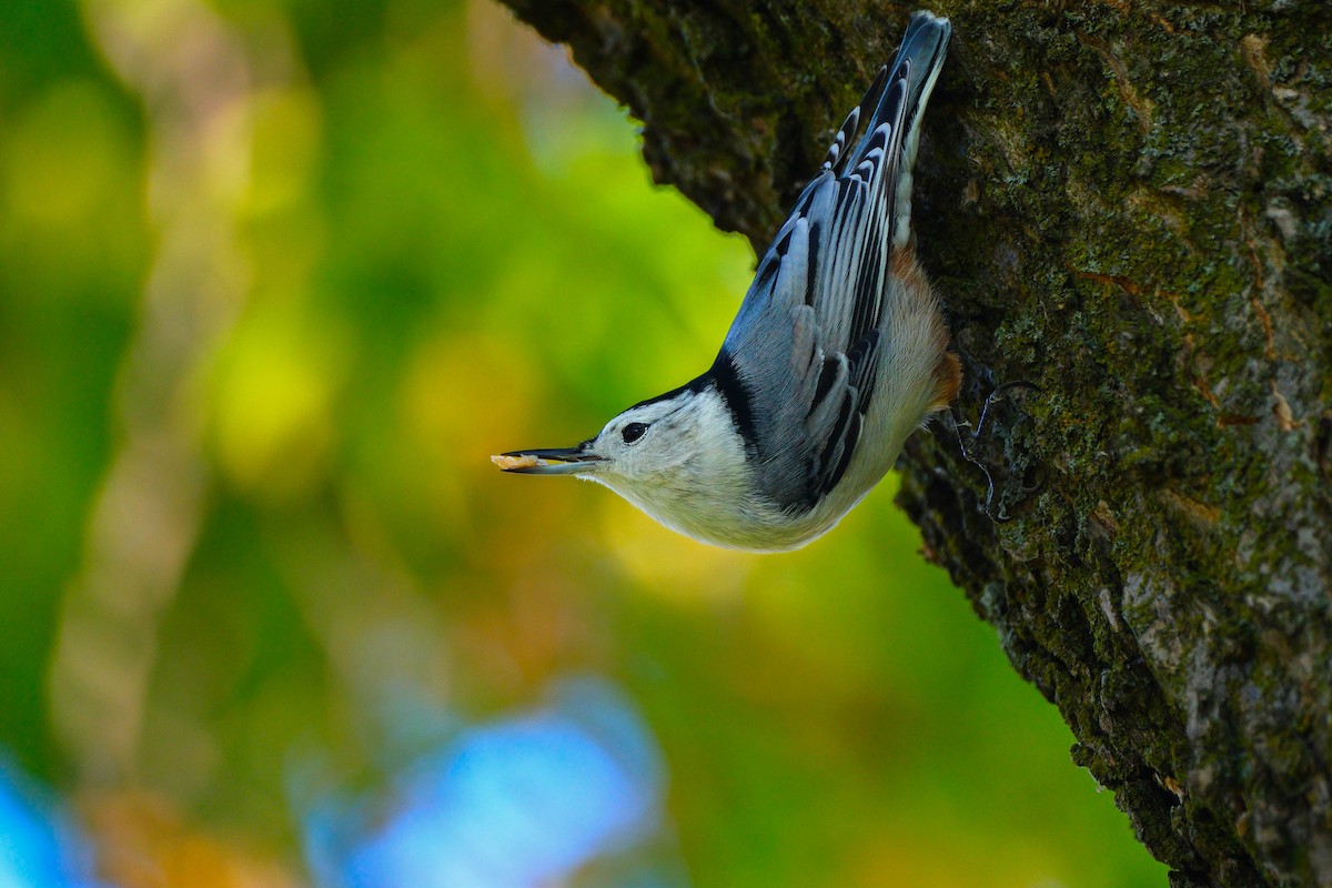 White-breasted Nuthatch - ML642918570