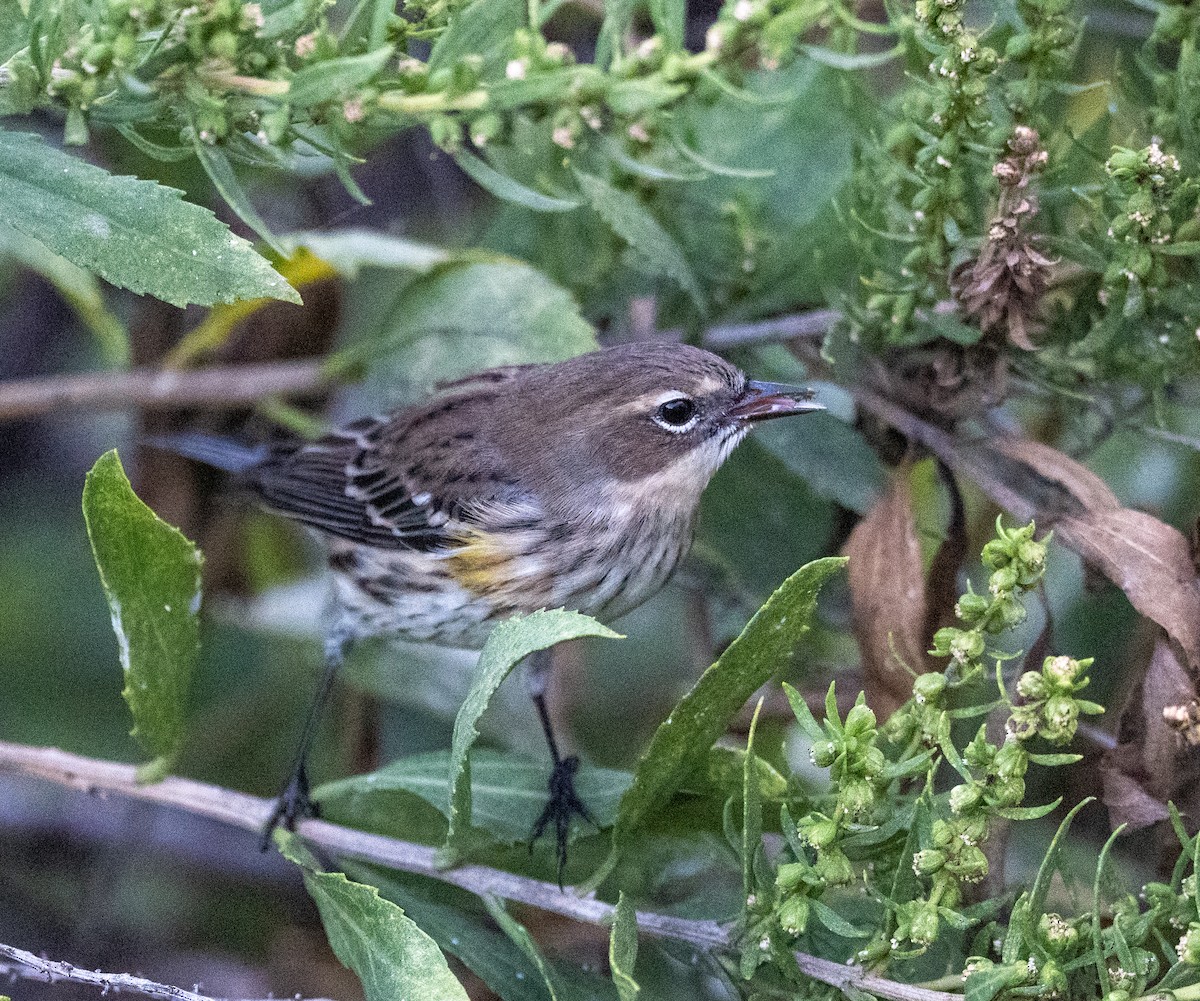Yellow-rumped Warbler - ML642918571