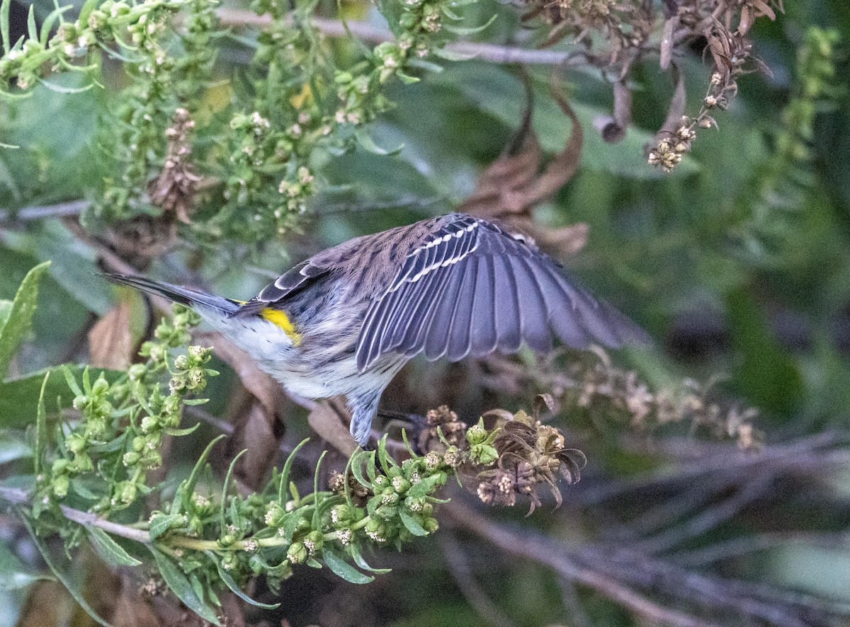 Yellow-rumped Warbler - ML642918574