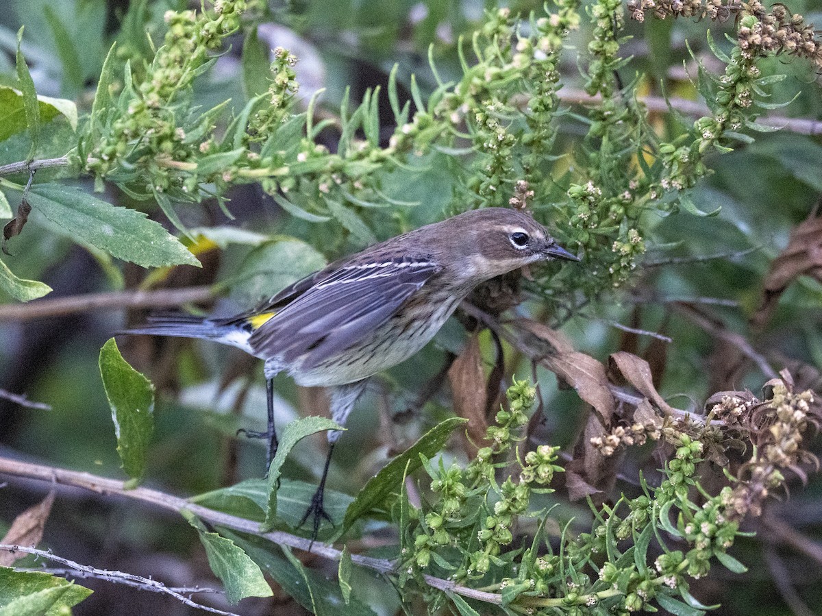 Yellow-rumped Warbler - ML642918576