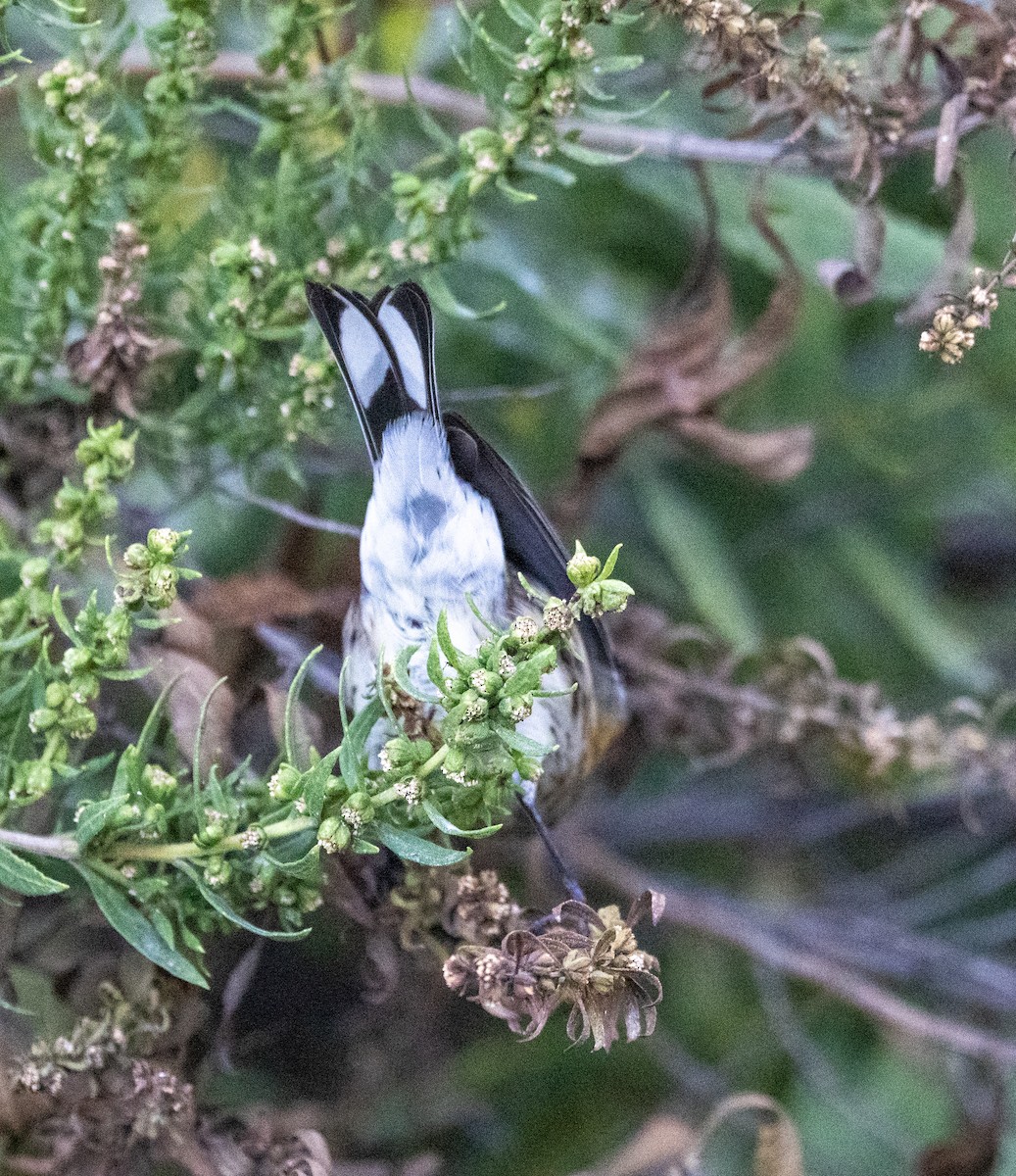 Yellow-rumped Warbler - ML642918577