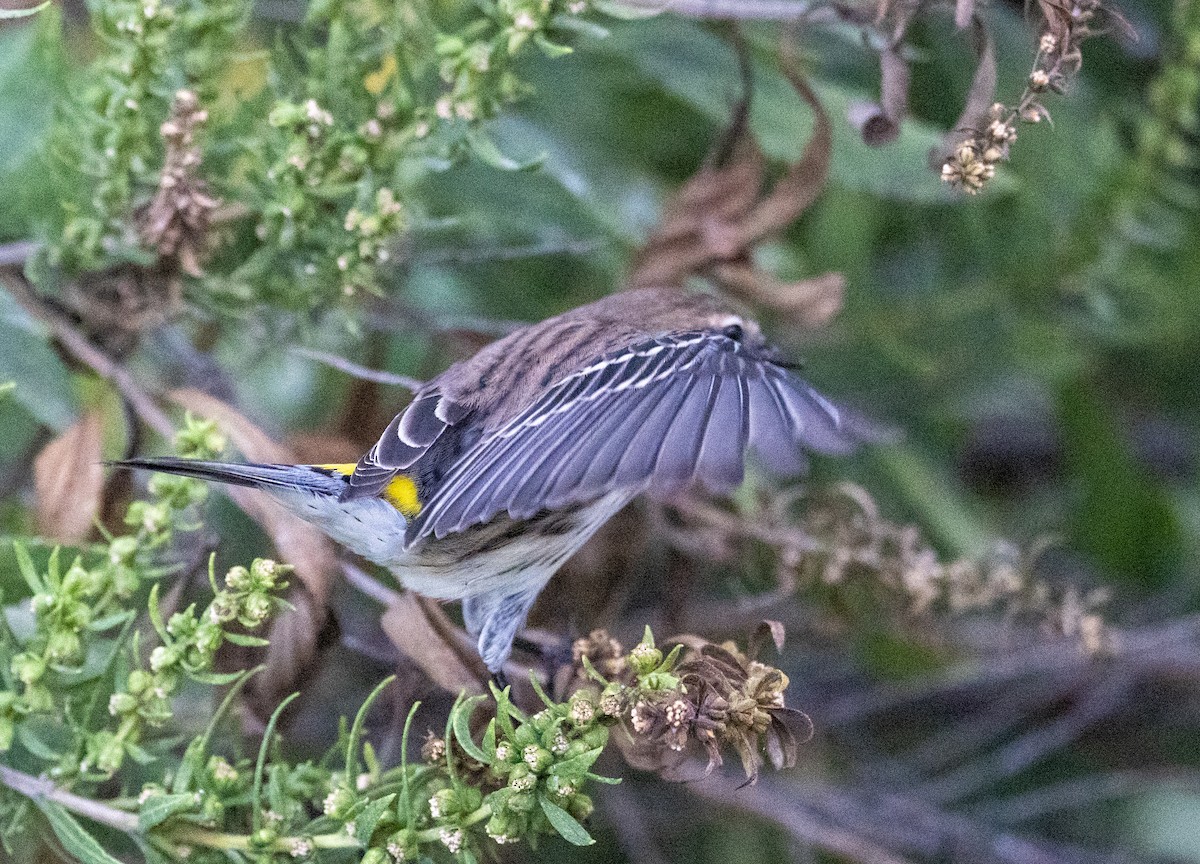 Yellow-rumped Warbler - ML642918578