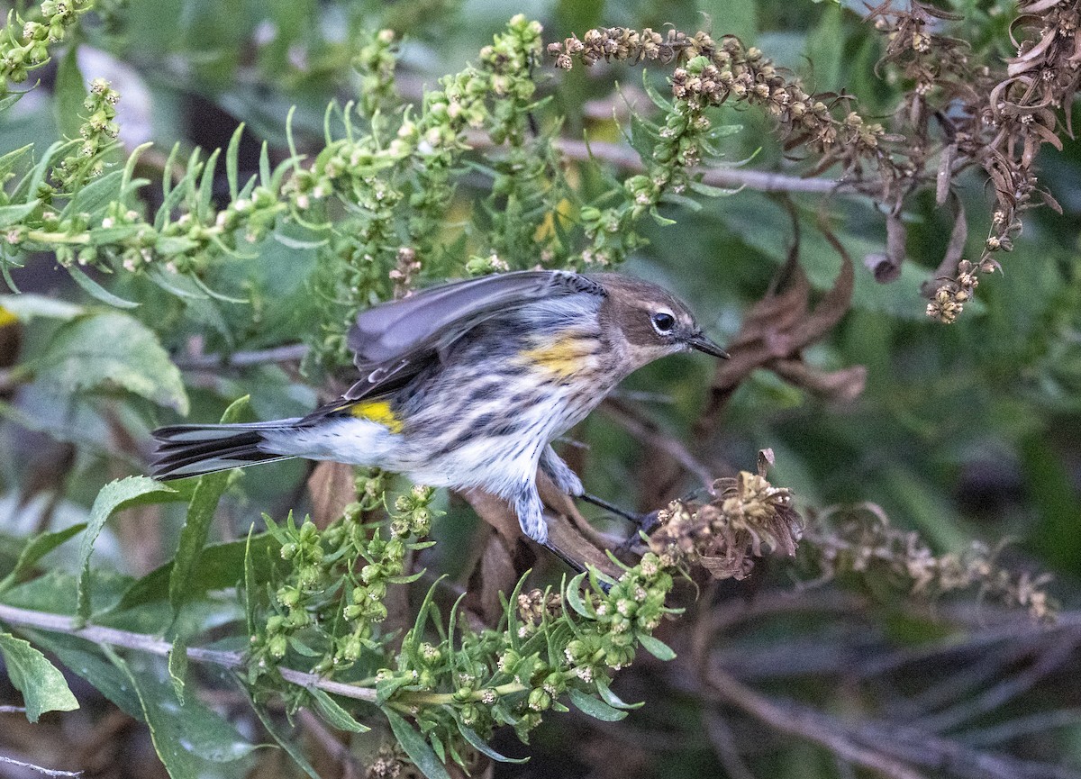 Yellow-rumped Warbler - ML642918580