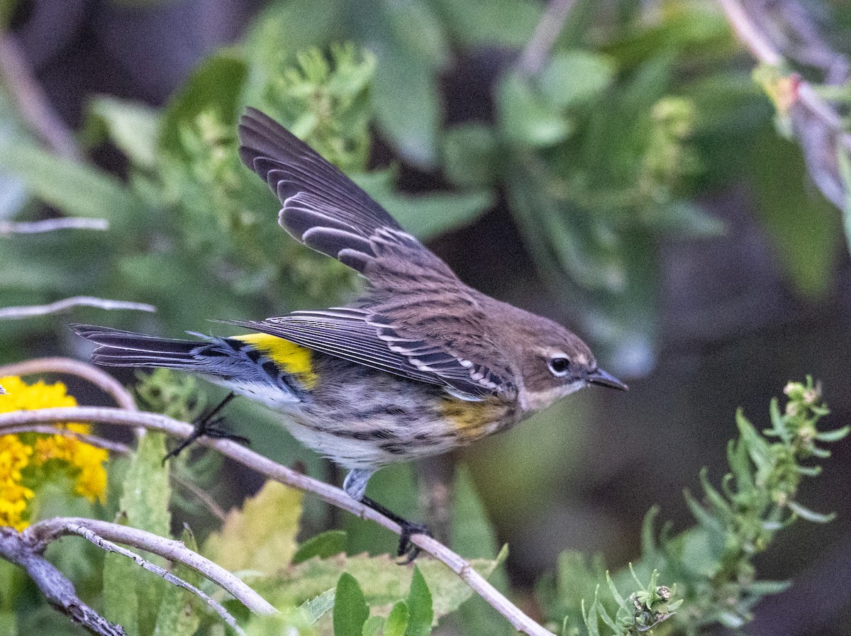 Yellow-rumped Warbler - ML642918581