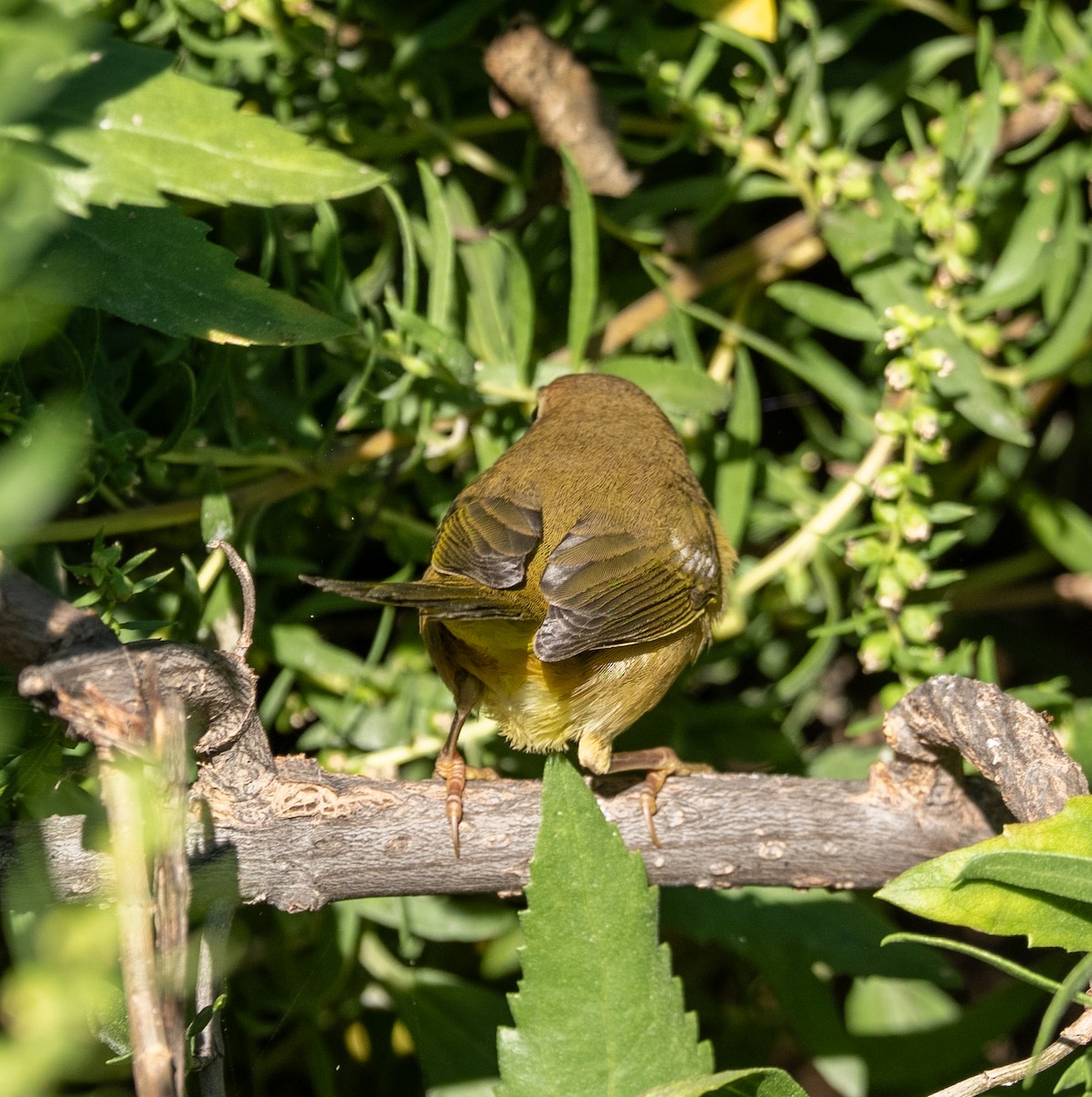 Common Yellowthroat - ML642918584