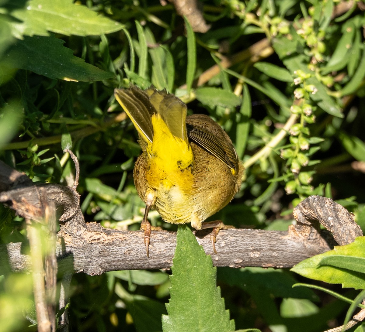 Common Yellowthroat - ML642918589