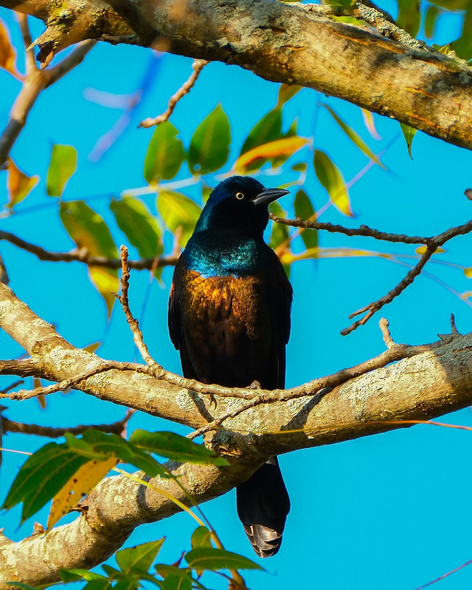 Common Grackle - ML642918592