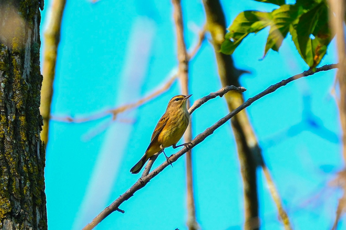 Palm Warbler - ML642918596