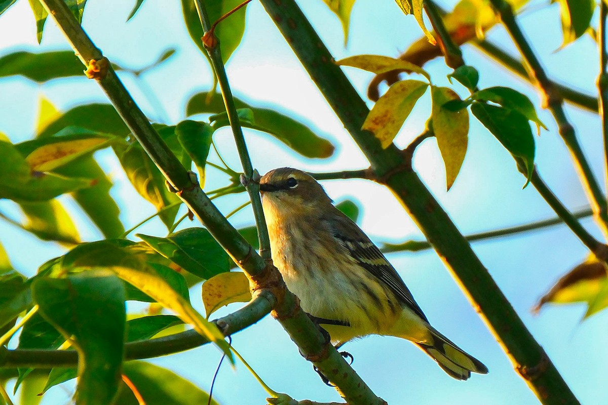 Yellow-rumped Warbler - ML642918604