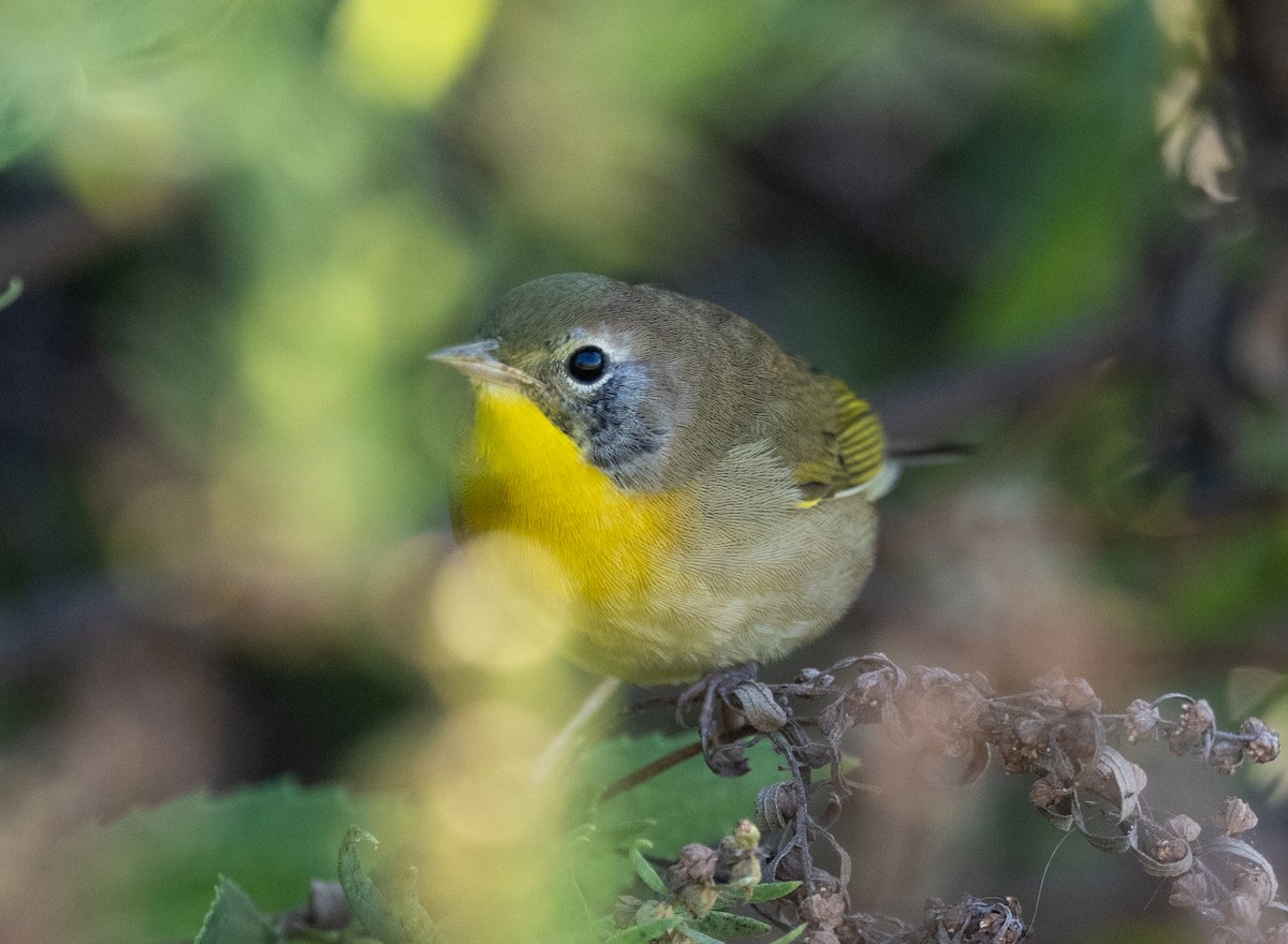 Common Yellowthroat - ML642918614
