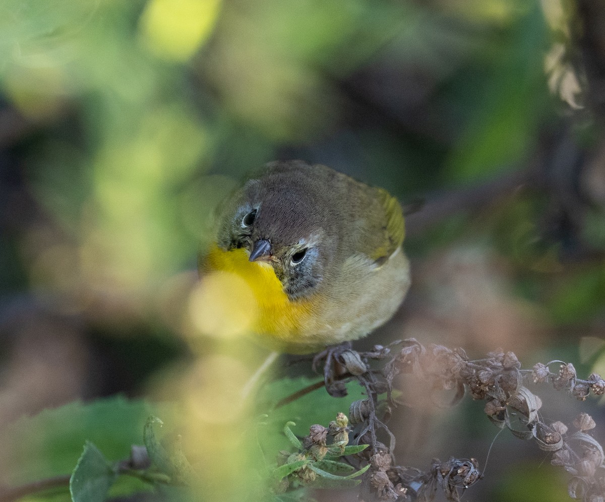 Common Yellowthroat - ML642918615