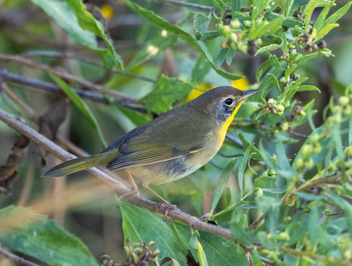 Common Yellowthroat - ML642918618