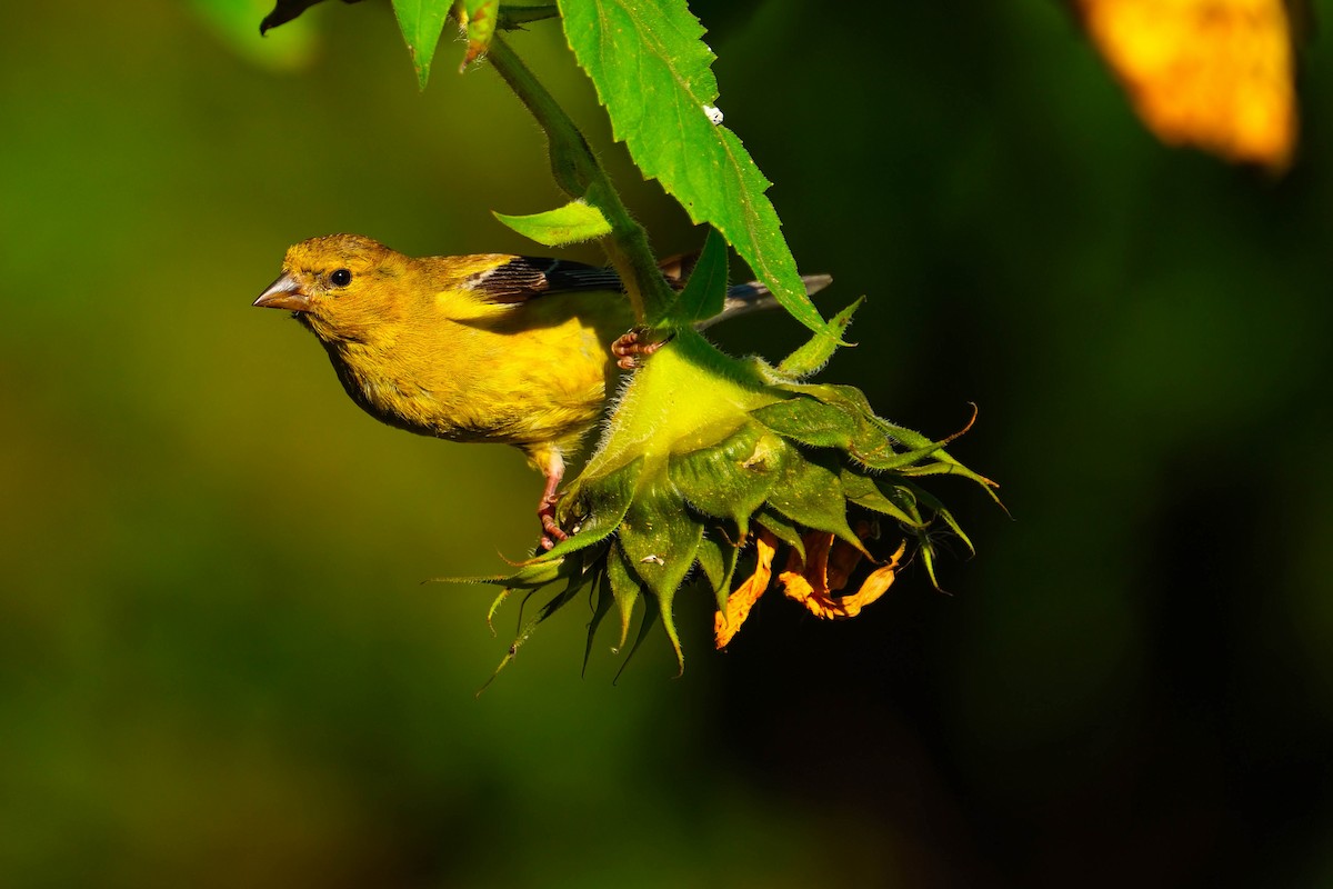 American Goldfinch - ML642918625