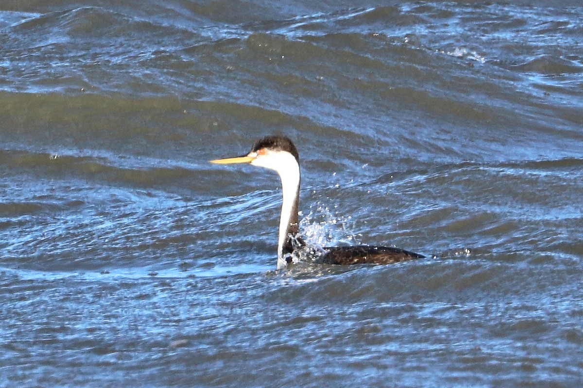 Western/Clark's Grebe - ML642918626
