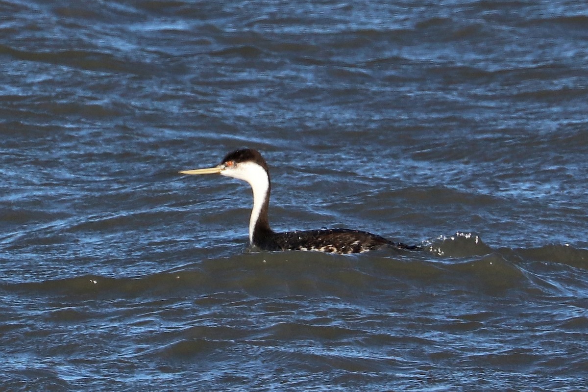Western/Clark's Grebe - ML642918627