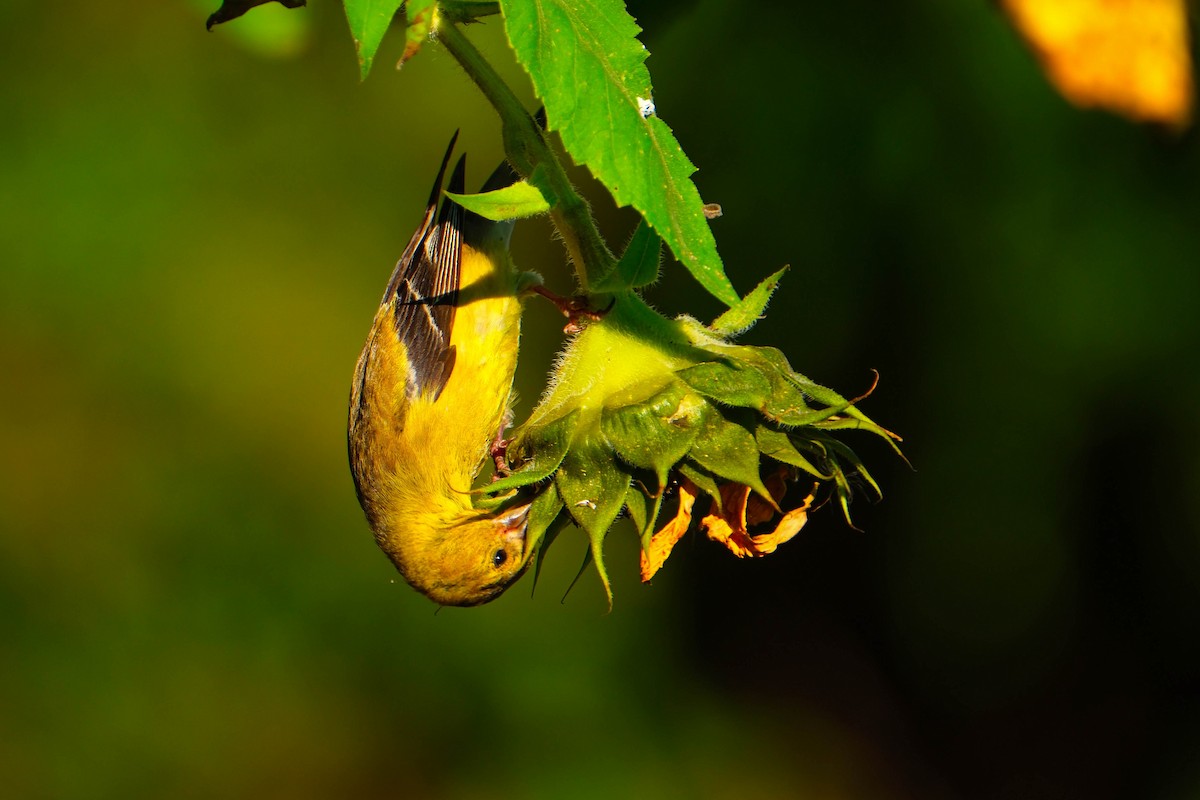 American Goldfinch - ML642918629