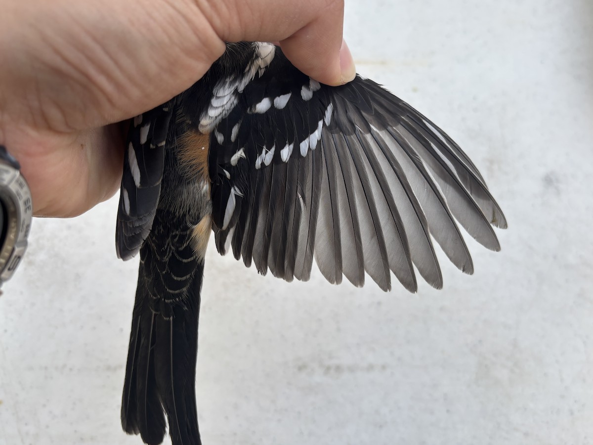 Spotted Towhee - ML642918633