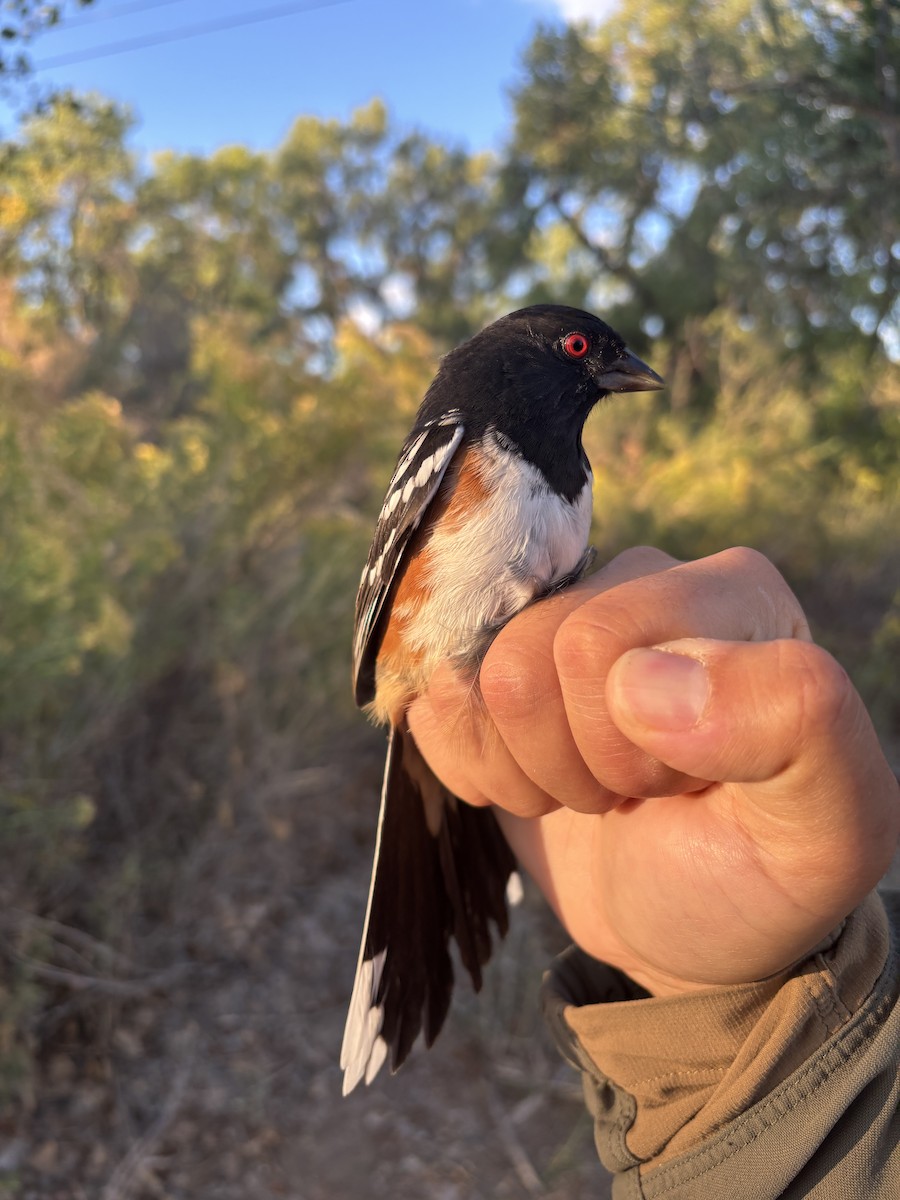 Spotted Towhee - ML642918637