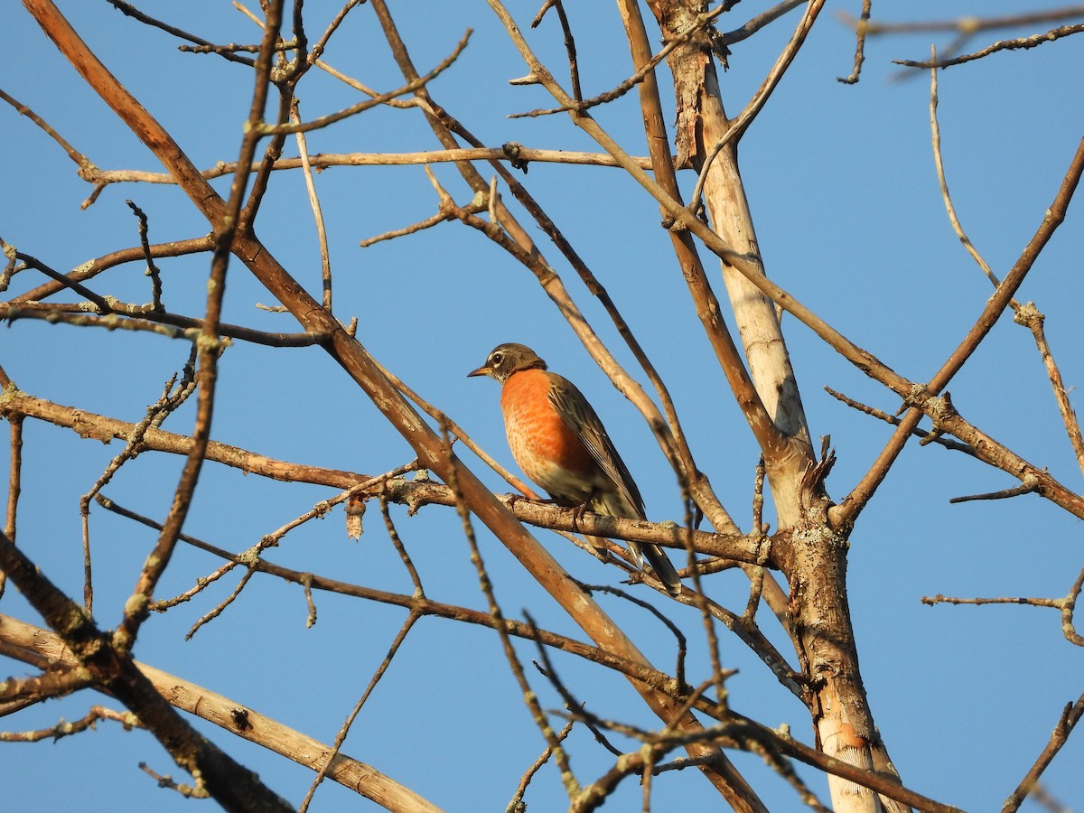American Robin - ML642918638