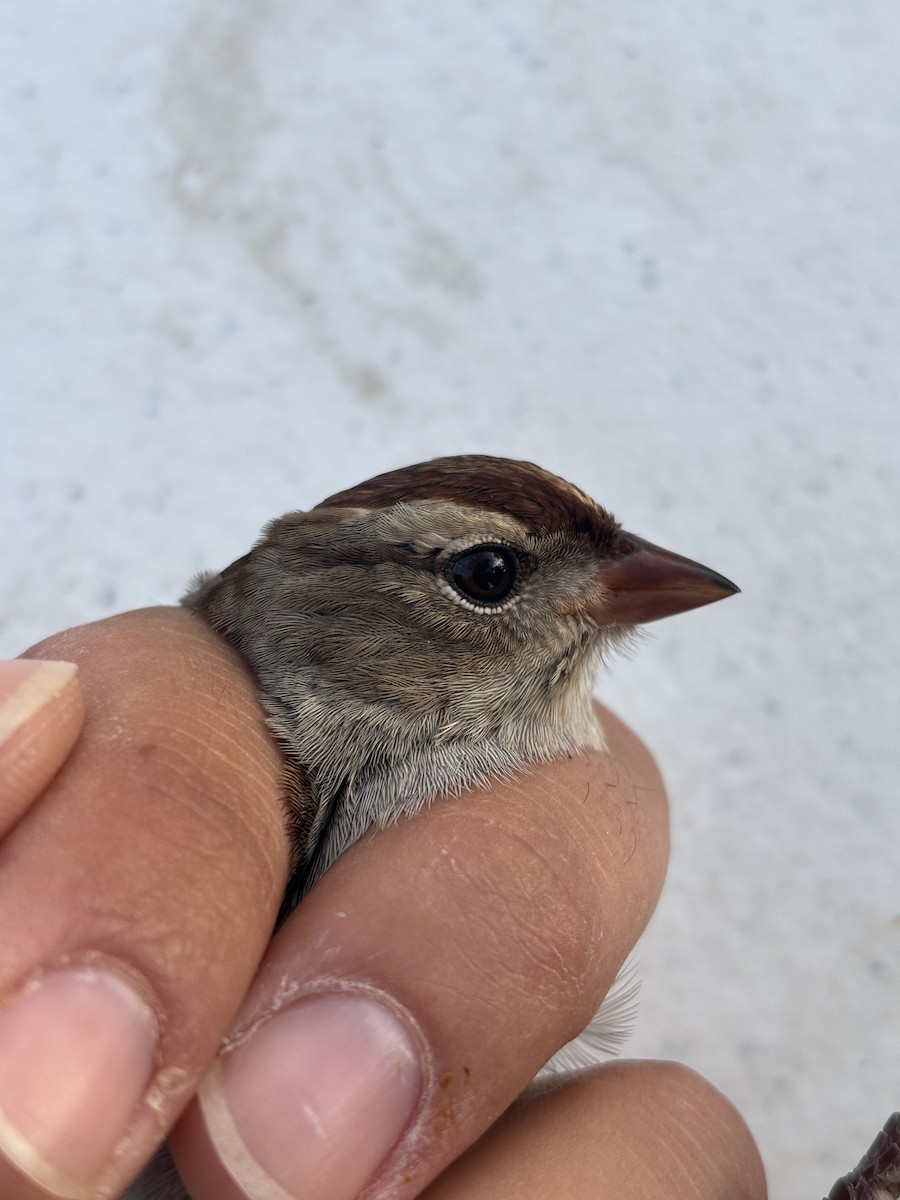 White-crowned Sparrow (oriantha) - ML642918644