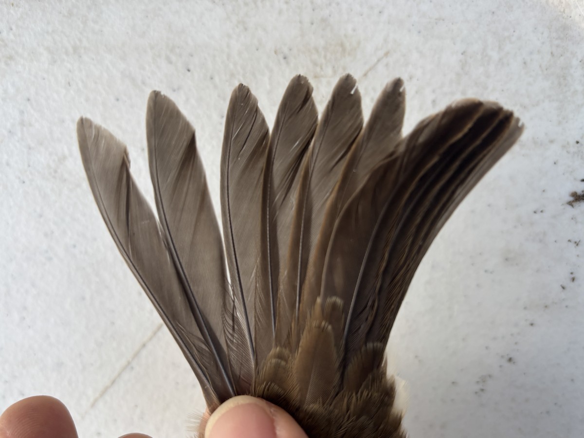 White-crowned Sparrow (oriantha) - ML642918645