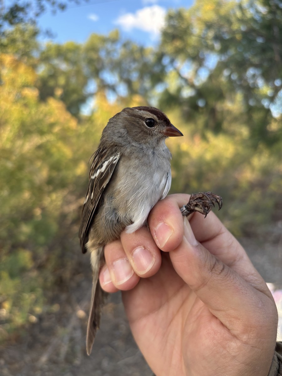 White-crowned Sparrow (oriantha) - ML642918646