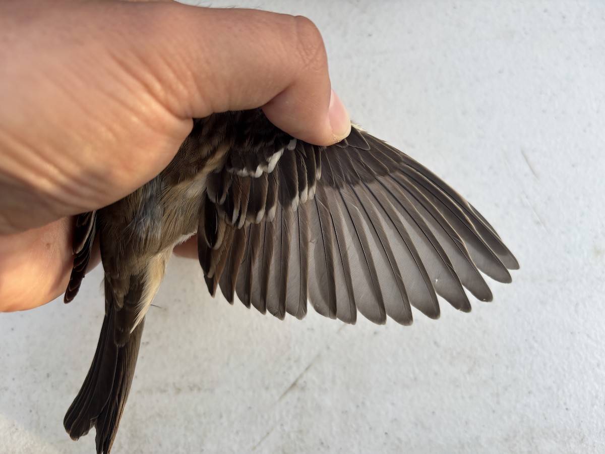 White-crowned Sparrow (oriantha) - ML642918647