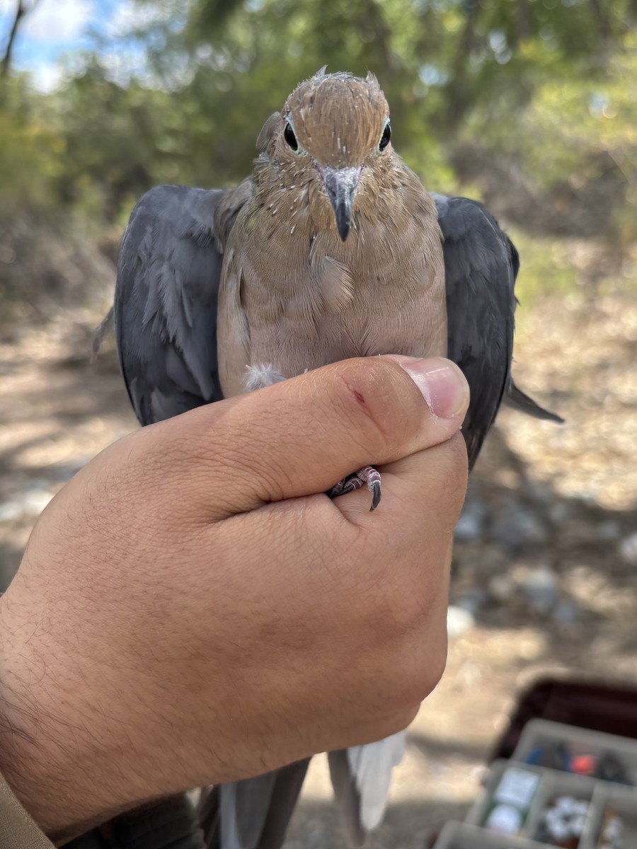 Mourning Dove - ML642918652