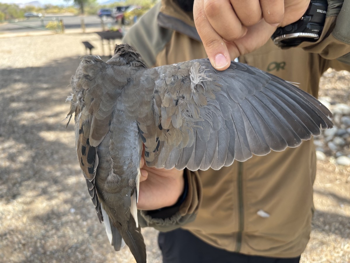 Mourning Dove - ML642918653